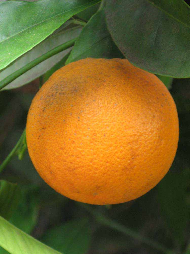            Fruit (Riverside, CA)   